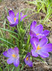 Crocus Negro Boy (2013, March 20)