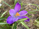 Crocus Negro Boy (2013, March 20)
