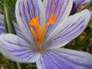Crocus King of the Striped (2013, Mar.20)