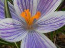 Crocus King of the Striped (2013, Mar.20)
