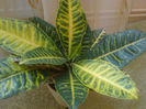 croton