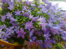 campanula(clopotei mov)