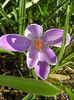 Crocus Pickwick (2013, March 20)