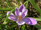 Crocus Pickwick (2013, March 20)