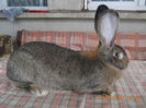 Mama D738 2211