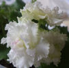 DSC00918