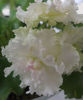 DSC00912