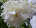 DSC00916