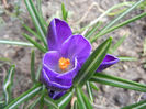 Crocus Negro Boy (2013, March 21)