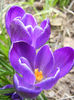 Crocus Negro Boy (2013, March 21)