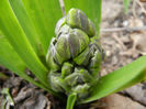 Hyacinth Isabelle (2013, March 21)