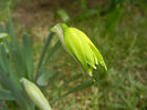 Daffodil Rip van Winkle (2013, March 21)