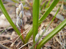 Puschkinia scilloides (2013, March 20)