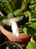 White Schlumbergera (2013, March 20)