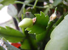 White Schlumbergera (2013, March 21)