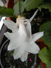 White Schlumbergera (2013, March 21)