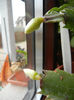 White Schlumbergera (2013, March 21)