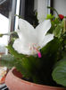 White Schlumbergera (2013, March 21)
