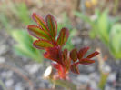Miniature Roses (2013, March 20)