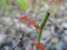 Miniature Roses (2013, March 20)