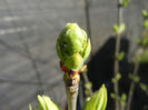 Lilac Buds_Syringa (2013, March 20)