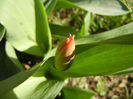 Tulip_Lalea (2013, March 20)