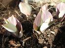 Tulips_Lalele (2013, March 20)