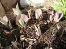 Tulips_Lalele (2013, March 20)