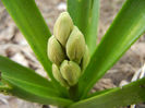 Hyacinthus orientalis (2013, March 21)