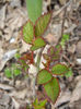 Miniature Roses (2013, March 21)