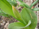 Tulip Bud_Lalea (2013, March 21)