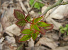 Miniature Roses (2013, March 21)