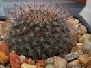 Mammillaria bocasana v. roseiflora