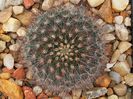 Mammillaria bocasana v. roseiflora