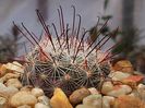 Mammillaria longiflora