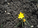 Crocus Chrysanthus gipsy girl