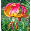 lilium_Pardalinnnum-180x180