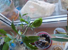 passiflora coerulea