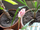 begonia rex metalica-floare?