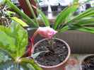21 martie 2013-flori 040