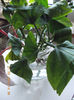 21 martie 2013-flori 047