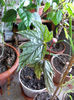 begonia rex metalica