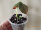 begonia ?