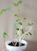 dicentra spectabilis alba