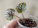 begonia masoniana "iron cros"