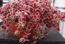 Crassula pellucida variegata