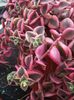 Crassulla pellucida variegata