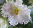 DSC00930