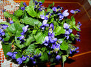 DSCN5842