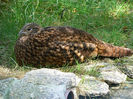 GAINA TEMICH TRAGOPAN